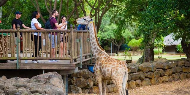 Breakfast with Giraffes at Casela Nature Parks - Mauritius Attractions