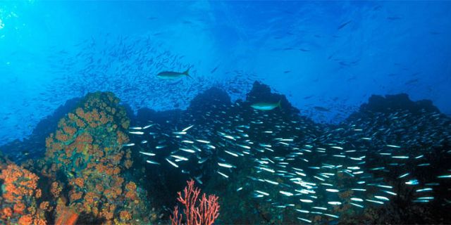 Sharks Diving In Mauritius - 2 Dives Package (Special Dives ...