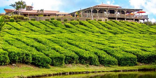 Mauritius Complete Tea Route Tour - Mauritius Attractions