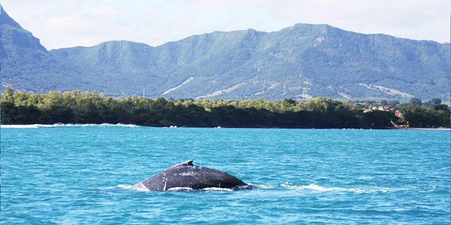 Blue Marine Discovery Quest - Mauritius Attractions