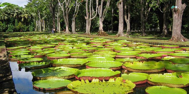 Mauritius National Botanical Garden - Mauritius Attractions