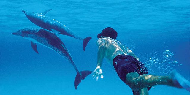Swimming alongside dolphins mauritius