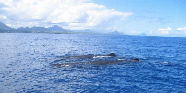 Whales in mauritius