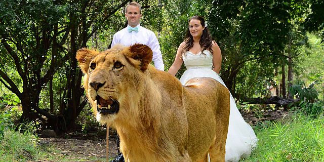 Private wedding with lions mauritius