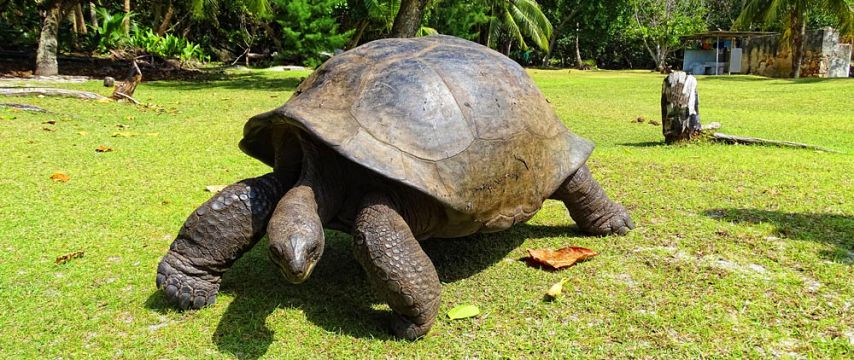 Fauna and Flora in Rodrigues Island - Mauritius Attractions