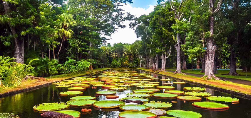 Sir Seewoosagur Ramgoolam Botanical Garden - Mauritius