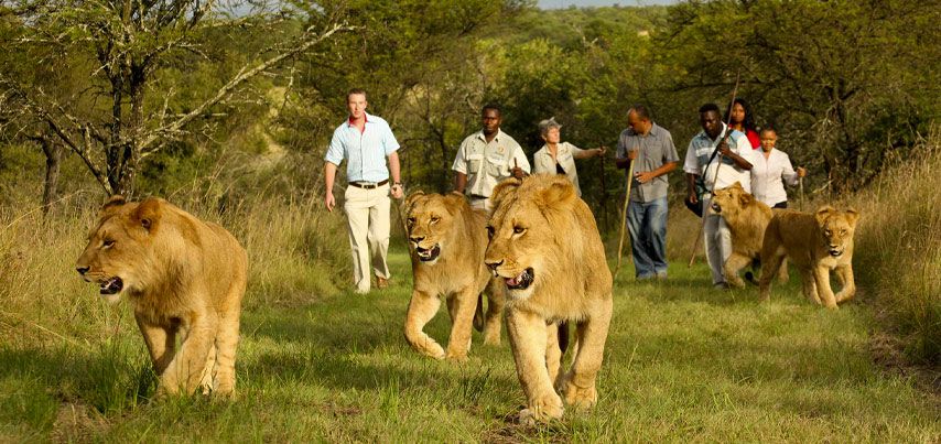Walk with the Lions - Mauritius