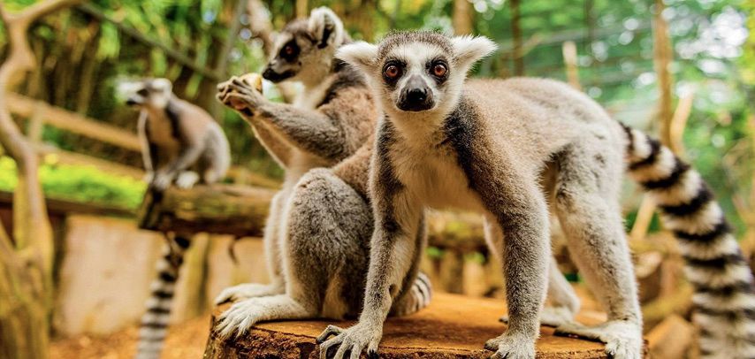 Wild Animals you can see at Bras D'eau - A national park found in  Mauritius! - TravelFeed