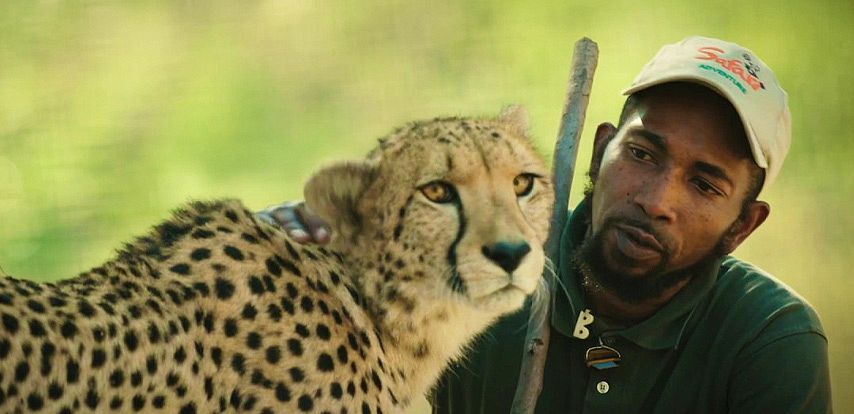 Cheetah Encounter