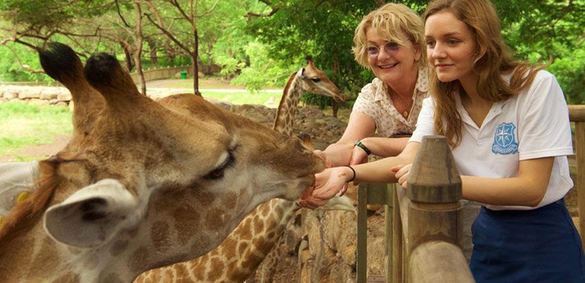 Giraffe Feeding