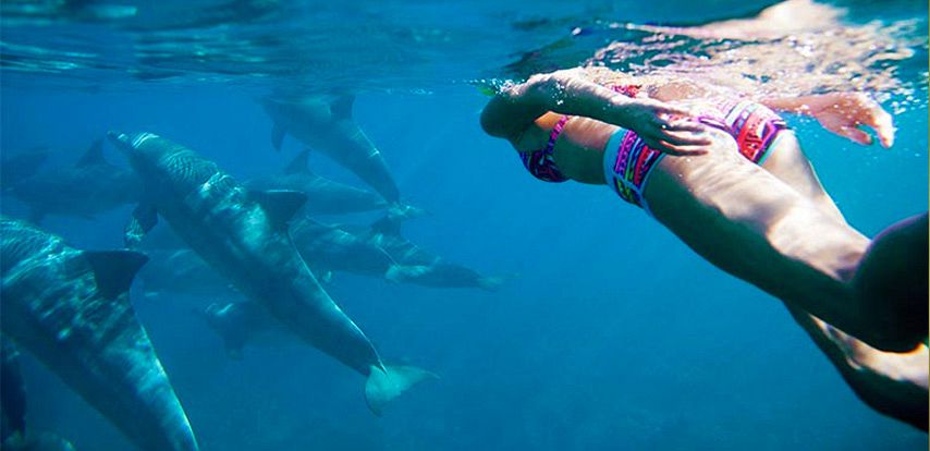 Swimming with dolphins