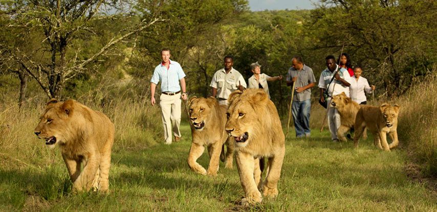 Walking with lions